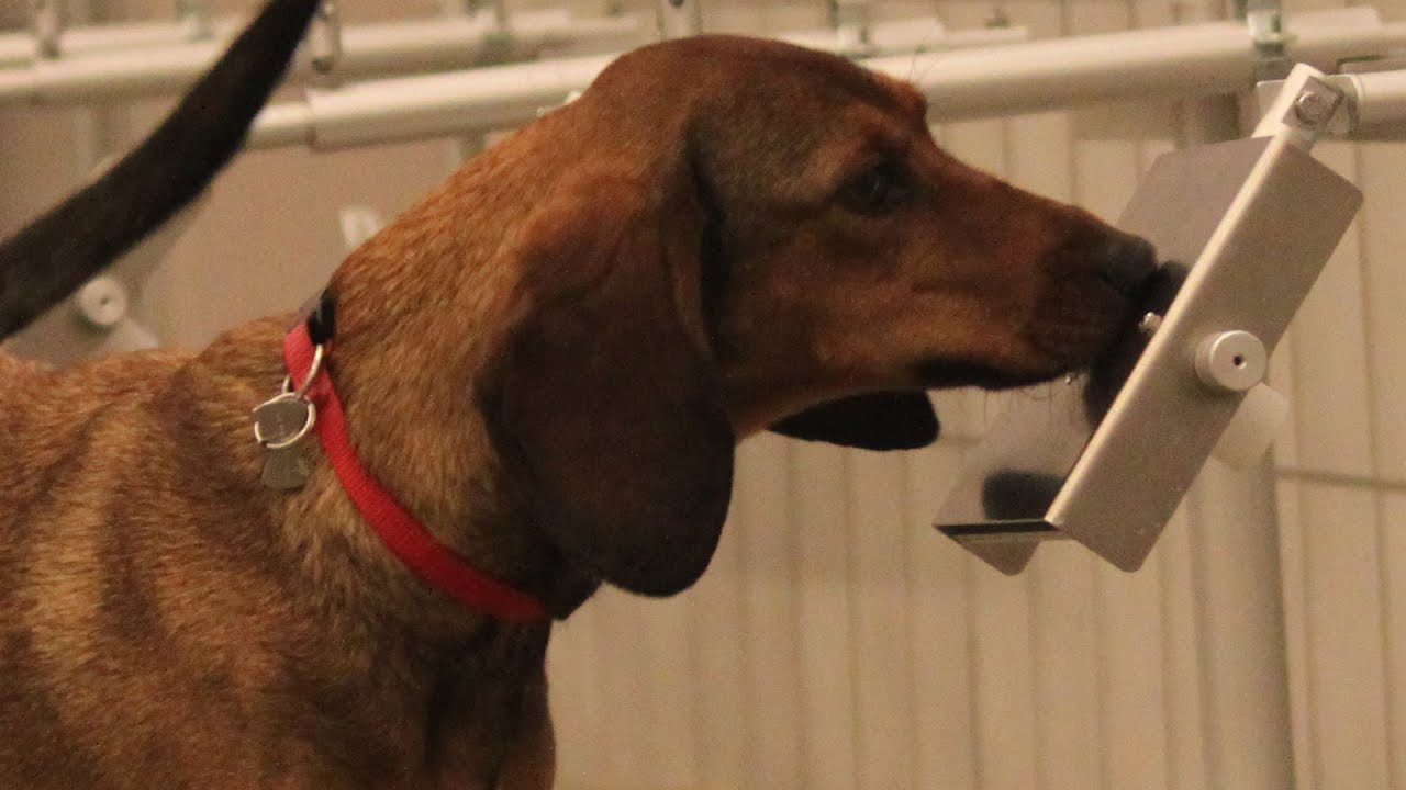 Cani da assistenza e d'allerta, un fiuto salvavita - Amico cane