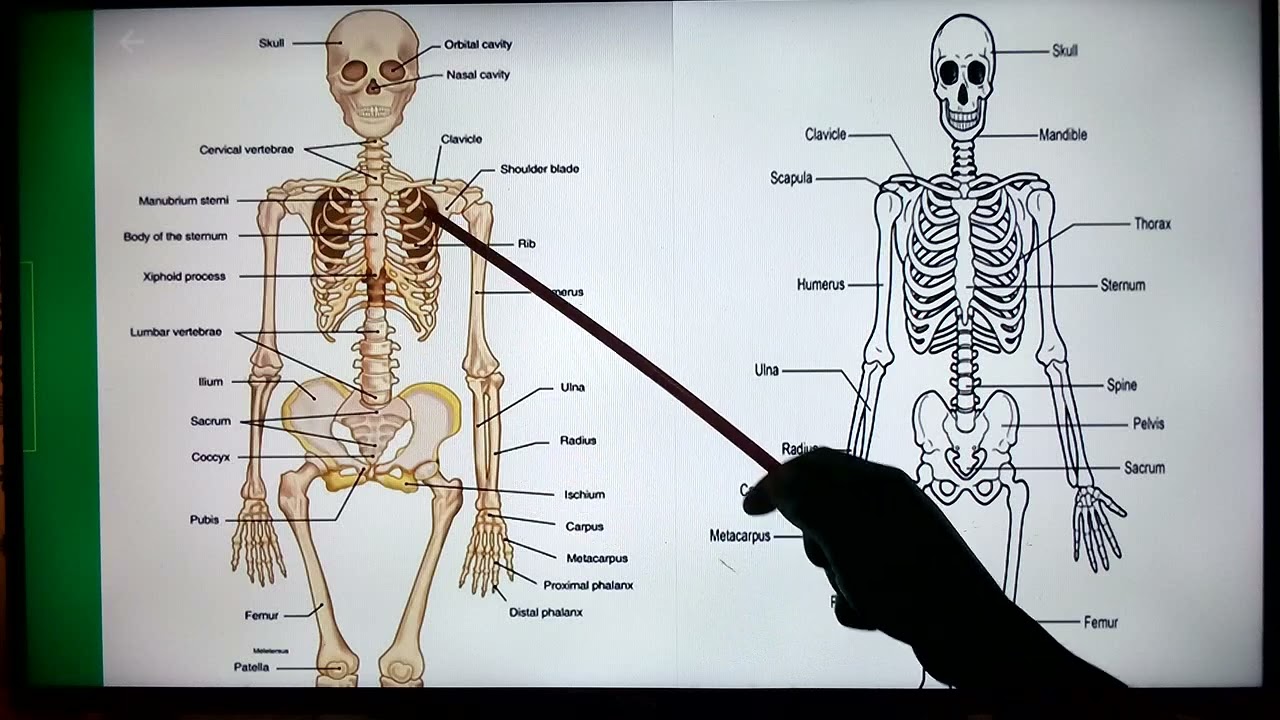 ROLE OF THE HUMAN SKELETAL SYSTEM