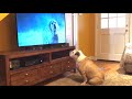 Bulldog Comes Running To Watch Her Favorite Commercial