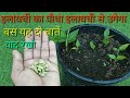 इलायची का पौधा इलायची से उगेगा जल्दी बस यह दो  काम करो cardamom plant grow from cardamom