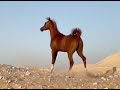 تصميم خيل بدون حقوق &hearts;️