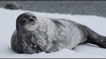 [Tugas BInggris] Procedure Text – How To Make Avocado Shake (YT version)