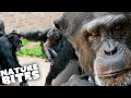 Will This Male Chimp Battle End in Death?! | The Secret Life of the Zoo | Nature Bites