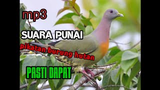 mp3 suara punai asli cocok untuk pikat punai liar