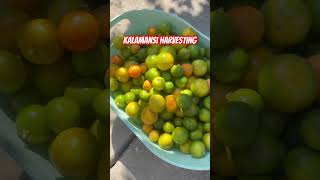 Let’s Harvest Kalamansi!!#buhayamerika #pinoycaregiver #kapampanganvlog #food #california