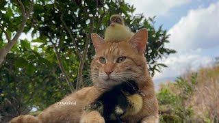 Cute Cat And Duckling Nice Friendship II RTA Animal