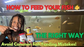 Exclusive How To Feed Your Fish 🐠 Properly(How Often and How Much) Information