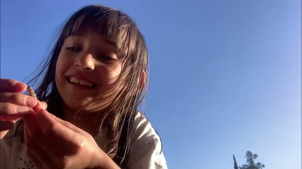 We tried Sour Cream and Onion CRICKETS! 🦗🦗 crickets bugs YouTube