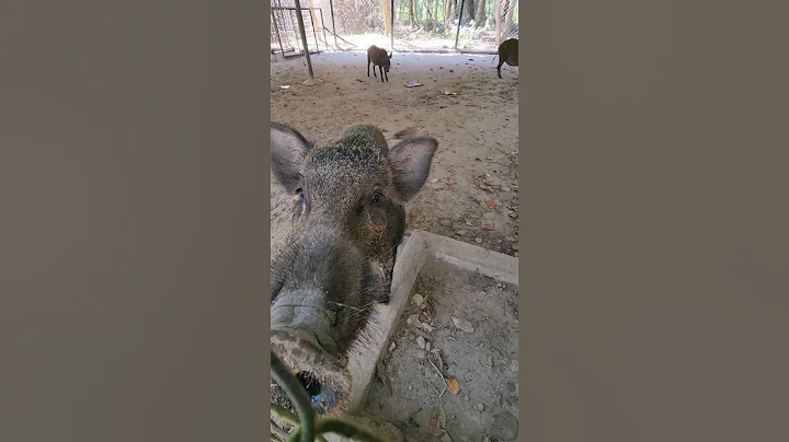 Amazing Wild Boar Very Big 🐗 #pig #boar #hog #viral #animal #wildpig #wildboar #wildlife #farmlife