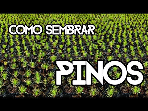 Video: Pinos Ponderosa - Información sobre el cultivo de pinos Ponderosa