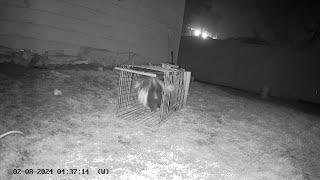 The last part where Forrest Skunk gets greedy and gets caught
