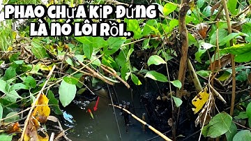 Tập 70 - Câu Cá Rô Đồng Mùa Nước Nổi Giật Cá Mỏi Tay Là Có Thật, Xứ Gì Cá Nhiều Thấy Ham