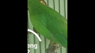 suara kicau murai daun terapi ngentrok
