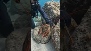Pulling a Giant Lobster From a Secret Underwater Cave! 🦞😱