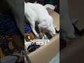 Putim vs Chingching #shorts#catsofyoutube #catscene #cats
