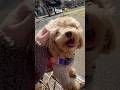 I love 🧸 #maltipoo