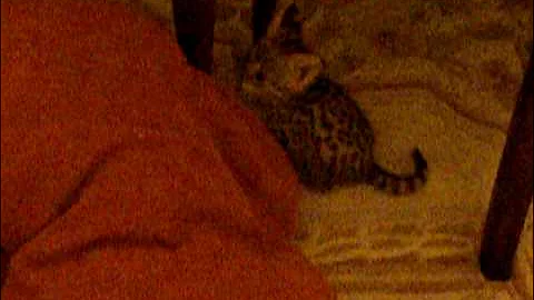 Video 4133901: f1 savannah, baby savannah, training