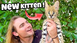 Rare African Kitten Born At Our Zoo ! Baby Serval !!