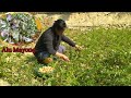 Harvesting Potatoes And Making Yummy Chutney | Yummy Potato Chillies Recipe