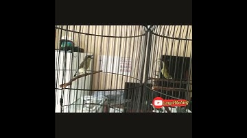 Remetuk Laut vs Konin