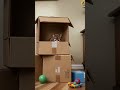 The Kitten’s Cardboard Maze Chaos #ViralShort #FunnyAnimation #PixarStyle #CuteAnimals #BoxMazeFail