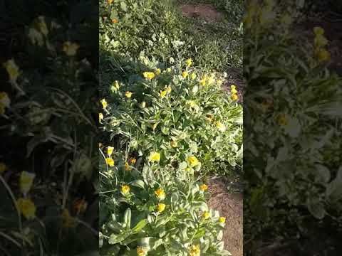 اجمل ورود مع اجمل اغنية لا مستحيلا