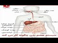 سیستم هضم Digestive system mp3