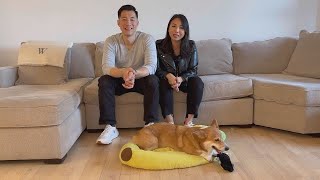 Cute Corgi Interrupts Owners' Zoom Calls By Throwing Toys at Their Heads