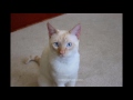 Colorpoint Shorthair Cat の動画、YouTube動画。