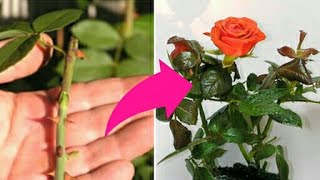 Rose from cuttings in organic way easy and successful first of all
choose a healthy stem for cutting then cut off the leafs. next
scraping around bottom ...