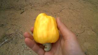 Cashew Trees, Cashew Fruit And Cashew Nut Growing In Cambodia
