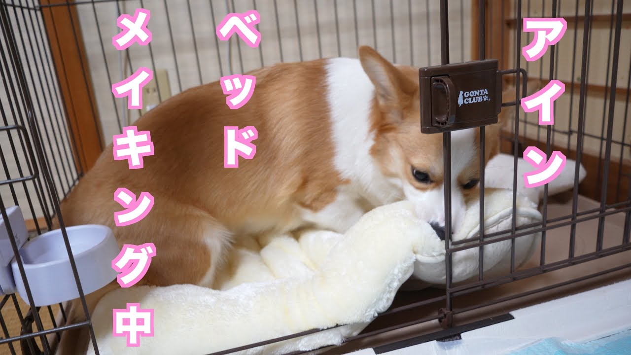 アインとおじさん第74話　アインと新しいベッド