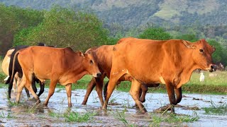 Video Sapi Lembu Ramairamai turun ke Lumpur sawah di desa  Bunyi sapi memanggil kawanan