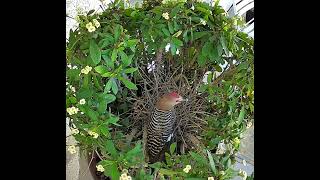 Gila Woodpecker Raids Dove’s Nest (please like👍🏼and subscribe)