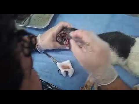 Maggots Ate The Flesh Surrounding His Ear Canal, No One Stopped To Help Him 💔 [STORY BELOW]