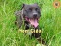 Dogs like gigo at north clwyd animal rescue 4k