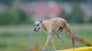 Watch Whippets in Action: Witness Their Incredible Agility and Speed!