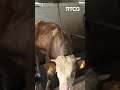 Farma Mandića iz Nikšića, veterinarski dani, povrtarstvo Đonaja -  AGROSAZNANJE #shorts