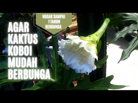 Video: Bila Bunga Kaktus – Masa Dan Keadaan Kaktus Mekar