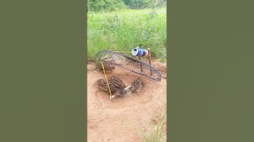 Create Bird Trap DIY - Quail Trap #shorts