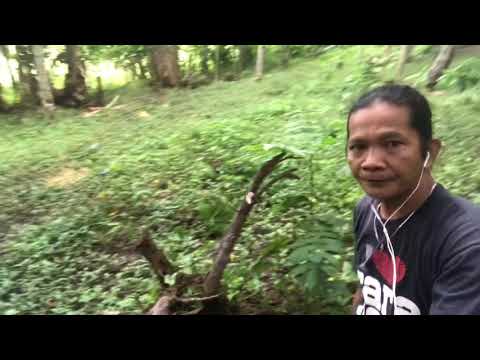 Video: Umiiyak Na Larch (32 Mga Larawan): Pagtatanim At Pag-aalaga Ng Larch Sa Isang Puno Ng Kahoy, Ginagamit Sa Disenyo Ng Landscape. Paano Mag-root Ng Mga Pinagputulan?