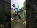 LUNGES Legworkout Homeworkout Consistency Shortsviral Foryoupage