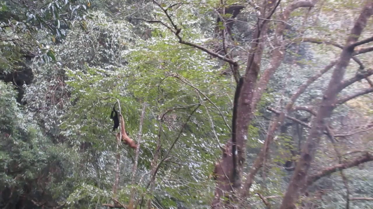 Gibbon in Ailaoshan NR Yunnan