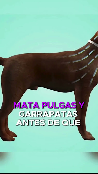 Collar anti pulgas para perro🐶