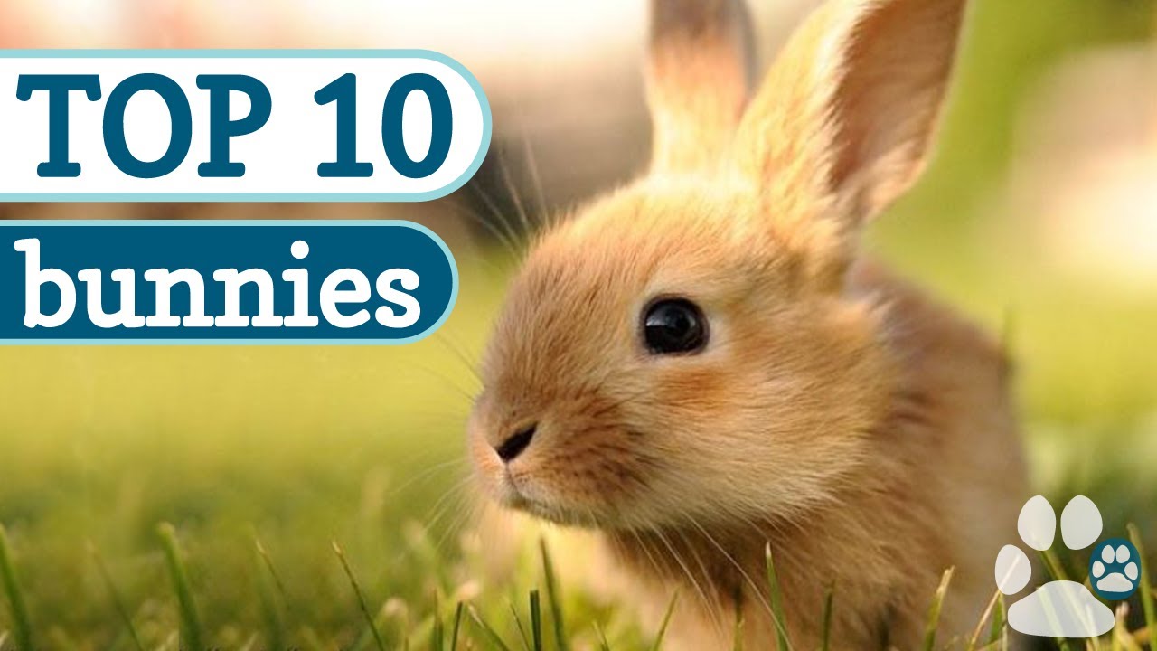 My Top 10 Favorite Rabbits