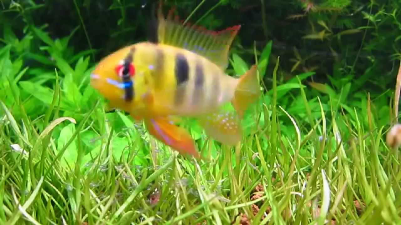 Mikrogeophagus Ramirezi 