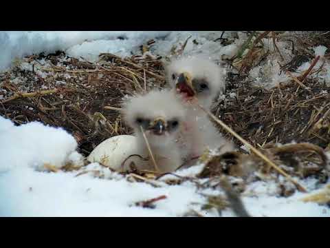 DECORAH EAGLES ◕ EAGLETS 🐣🐣 HILARIOUS!!! TINY EAGLETS FIGHTING IN THE SNOW.