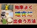 ドーブルにまだ会えてない人は試してみて！　効率よく確実に出会う方法【ポケモンGO】