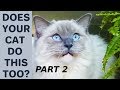 Does Your Cat Do This Too? - Poll. Part 2 Compilation with Bowie The Ragdoll Cat