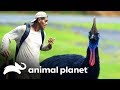 ¡Mitad pájaro, y mitad dinosaurio! | Wild Frank: Tras la evolución de las especies | Animal Planet